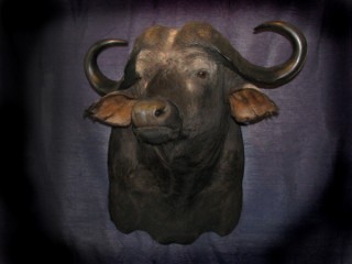 Safari Life Taxidermy
