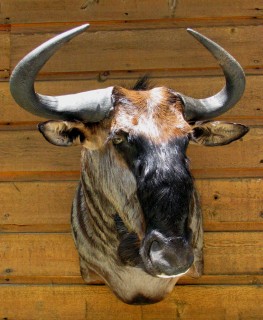 Safari Life Taxidermy
