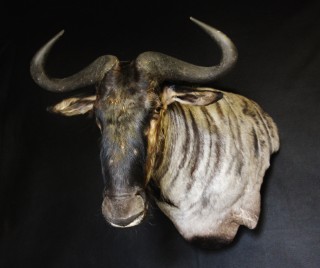 Safari Life Taxidermy