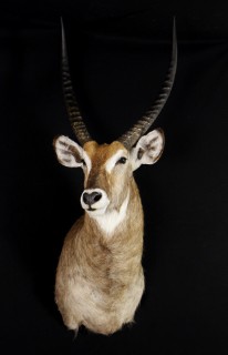 Safari Life Taxidermy