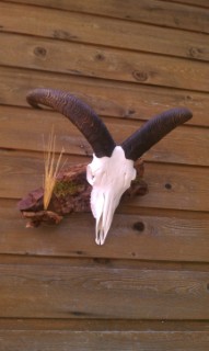 Safari Life Taxidermy