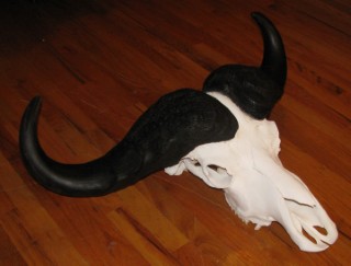 Safari Life Taxidermy