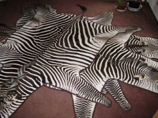 Safari Life Taxidermy