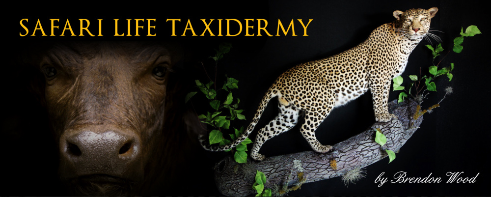 Safari Life Taxidermy - preserving Africa through artistry